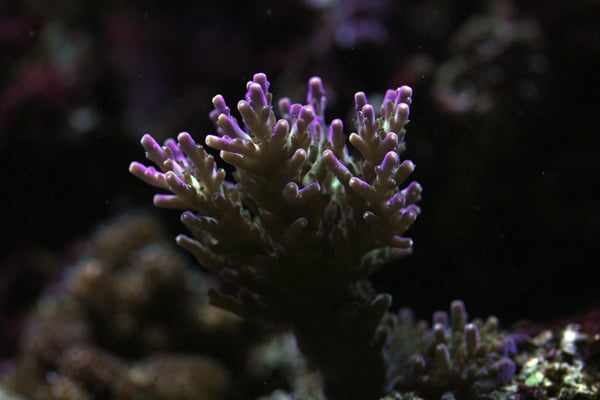 fish40d-008.jpg