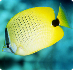 000470_Chaetodon_miliaris.jpg