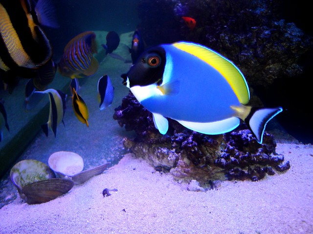 14128467197_29f6151260_z.jpg