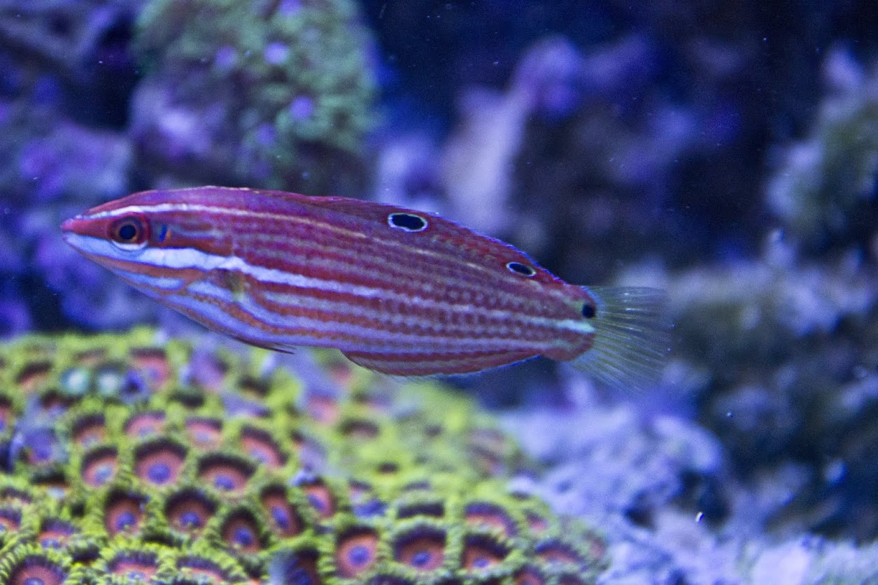 Wrasse.jpg