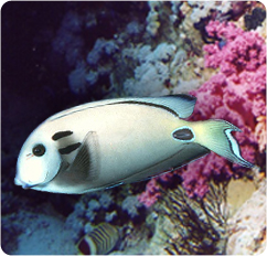 acanthurus_tennentii.jpg