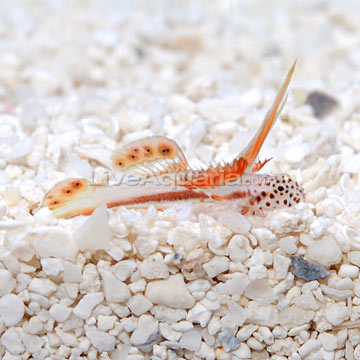 p-80003-griessingei-goby.jpg
