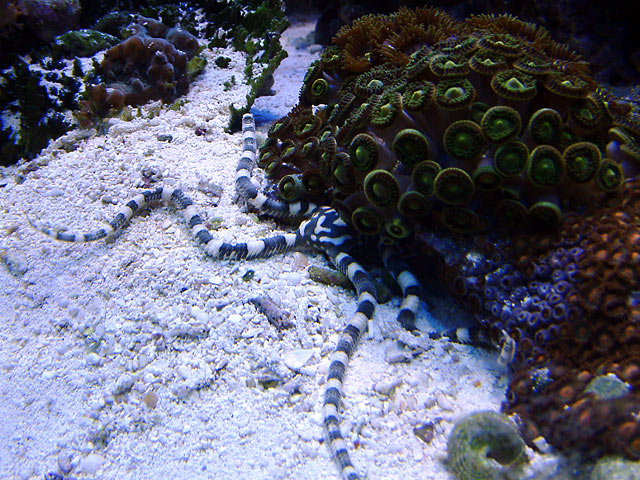 harlequin_starfish_0620b.jpg