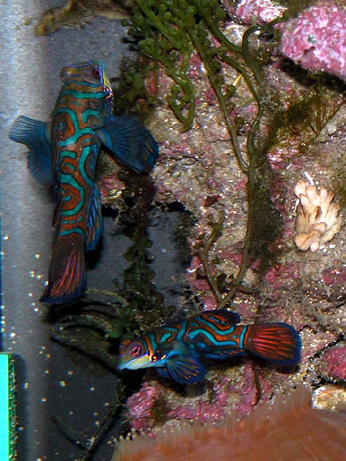 DSCN6264_pair2.jpg