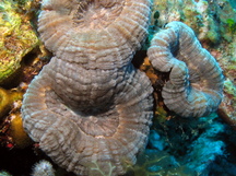 spinyflowercoral3.jpg