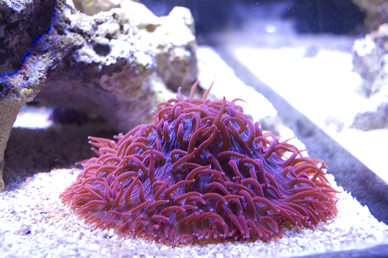 Plate_Coral_2_by_eksong.jpg