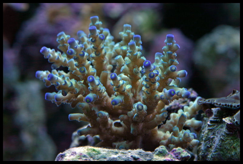 497_blue_tip.jpg