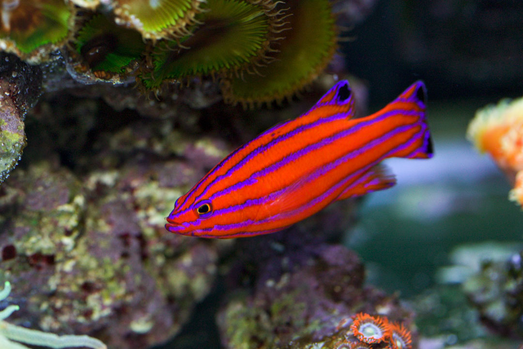 Carmabi-Basslet-2.jpg