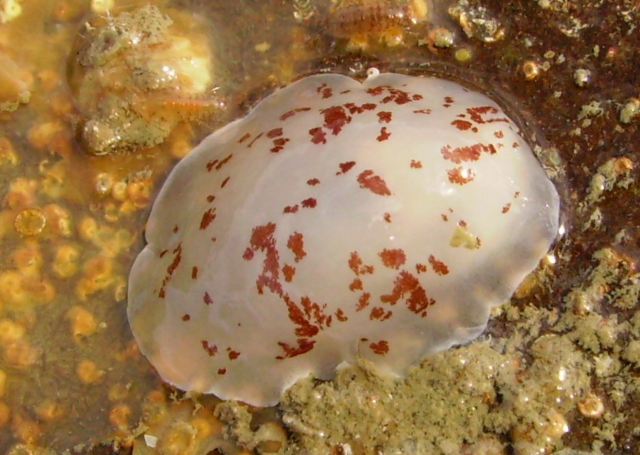 Berthella_ornata.JPG