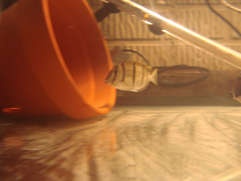 111310aquarium%20030.JPG