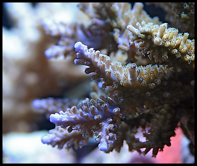 471_acro.jpg
