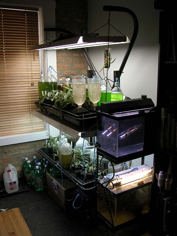 DSCN8050_phytrotsquarlarv.jpg