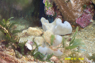 sponge%20001.JPG