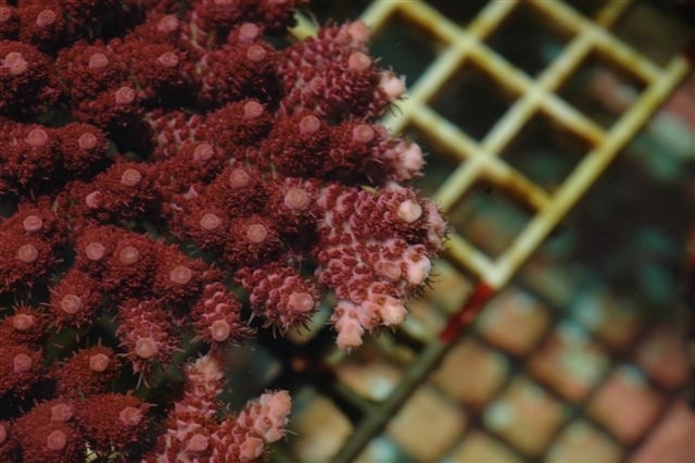ora-red-planet-coral.jpg