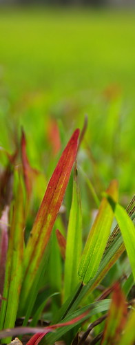 3728920122_fd43626fd9.jpg