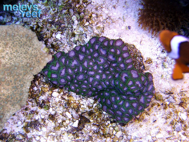 td_purple_favia_0425.jpg