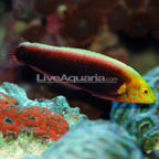 th-80739-Radiant-Wrasse.jpg