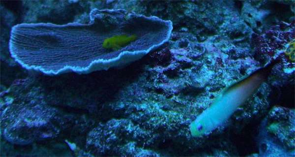 fishfirefishandneongobyrn9.jpg