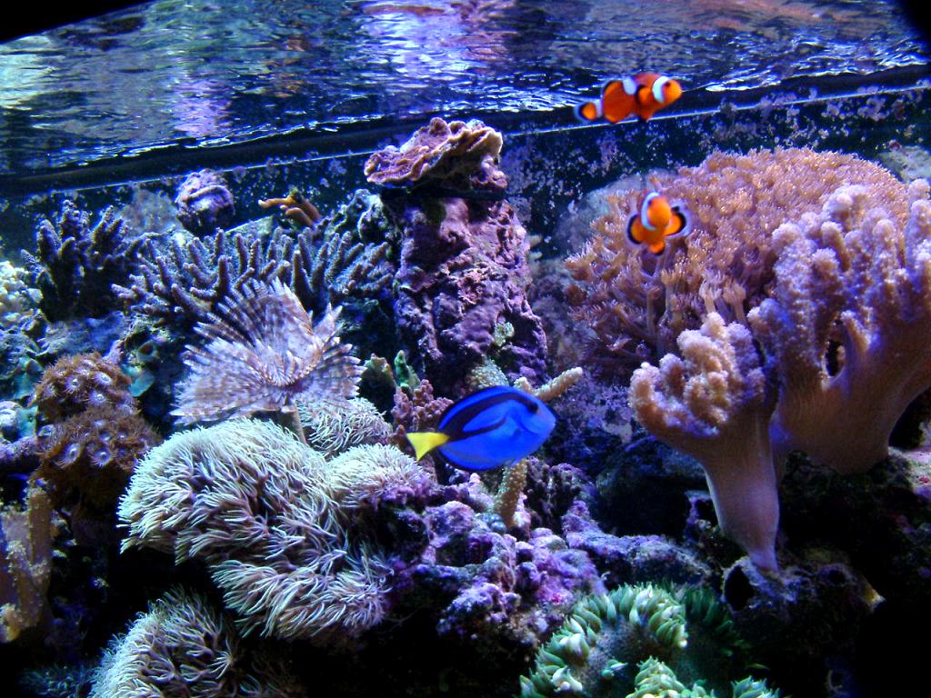 reefshot_012104_big.jpg