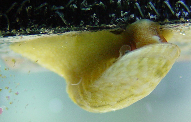 3stometella5-vi.jpg