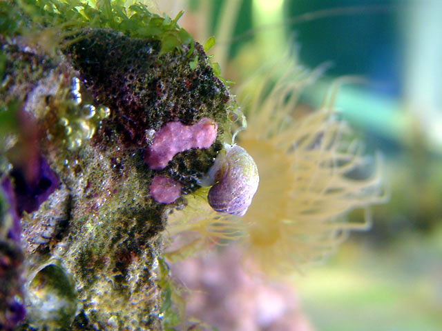 snail_eating2.jpg