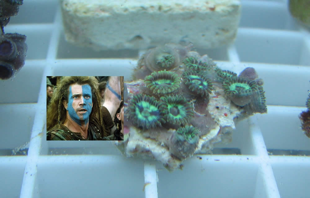 braveheart_zoas.jpg