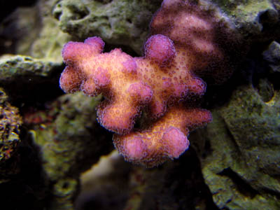 Pink_stylophora_11-4-05.jpg