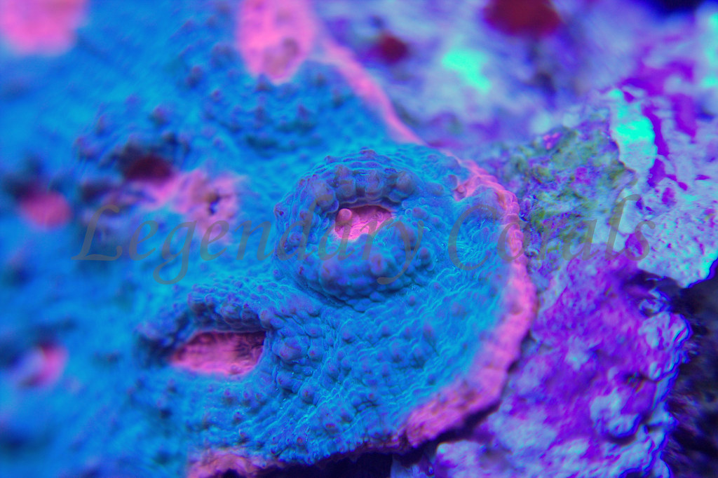 14620354305_48976d5c82_b.jpg