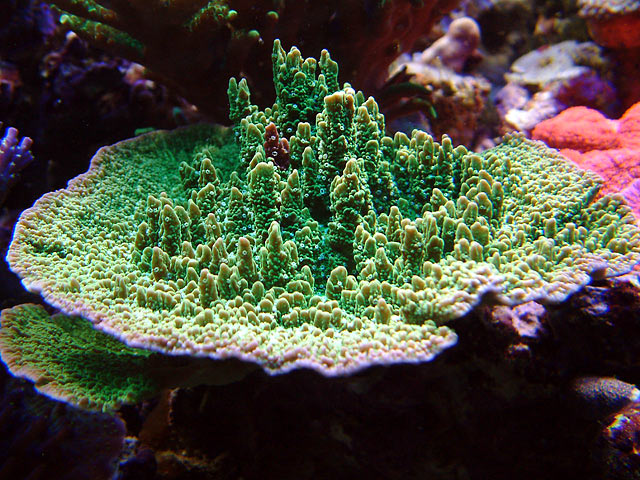 mfoliosa.jpg