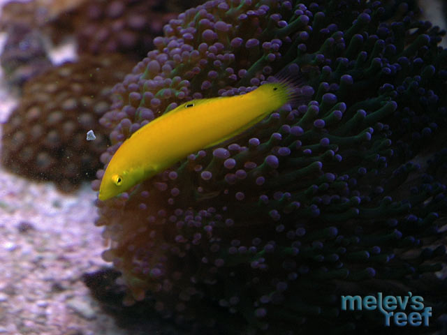 yellow_coris1.jpg
