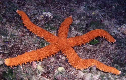 mithrodia_large_makua.jpg