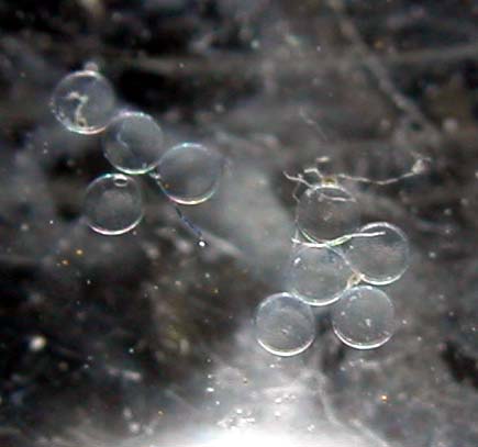 DSCN3037_eggs_136min.jpg