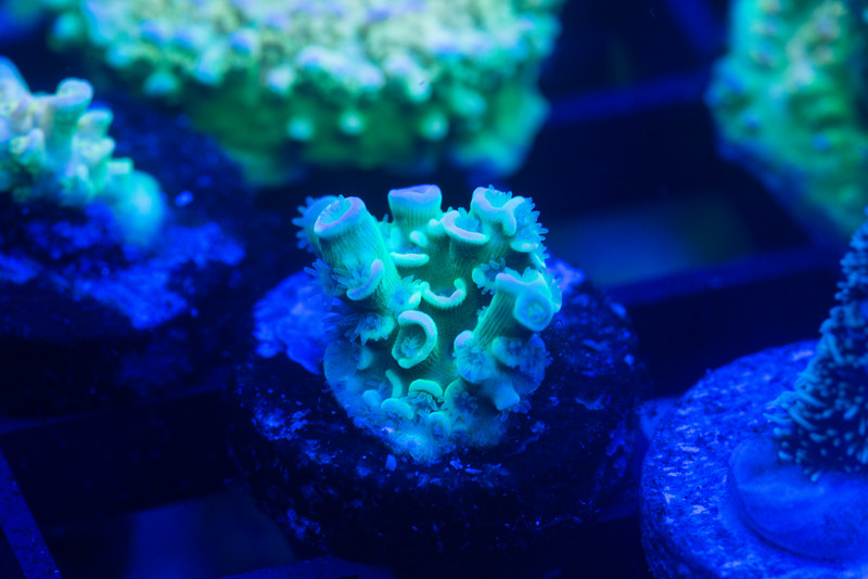 DSC_5675-L.jpg