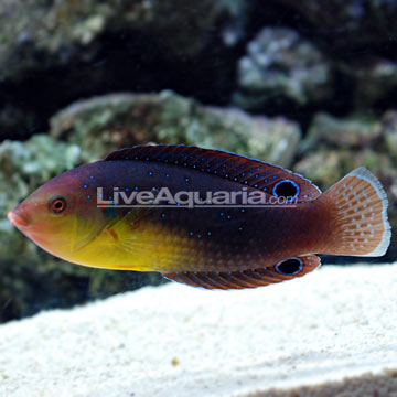 p-24070-wrasse.jpg
