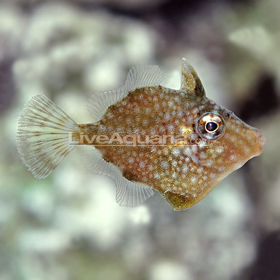 lg-92609-white-spot-filefish-ORA.jpg