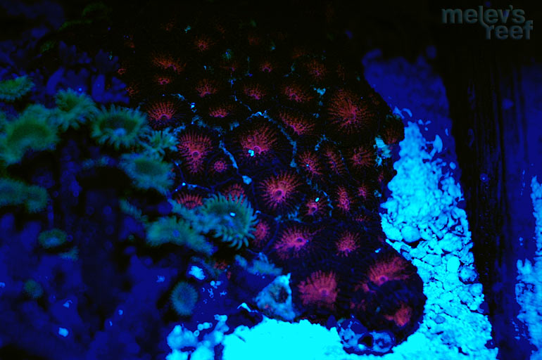 nano_leds_blood_red_favia.jpg