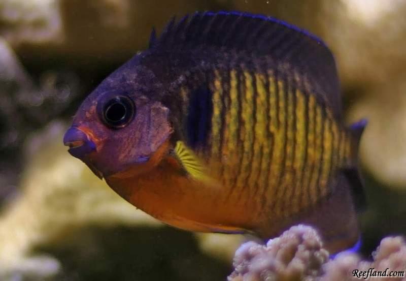 coral_beauty_angelfish.jpg