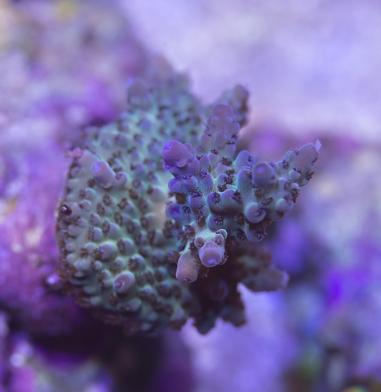 crc_frag01_021417.jpg