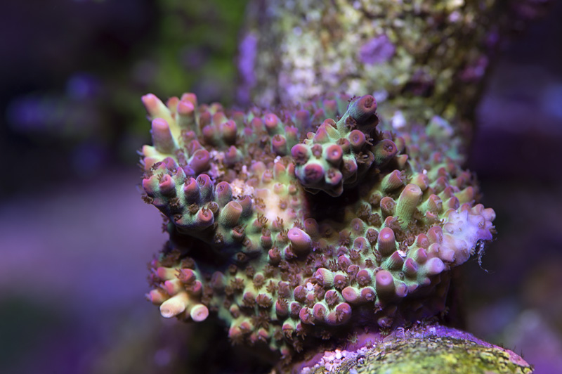 wild_ssc_062817.jpg