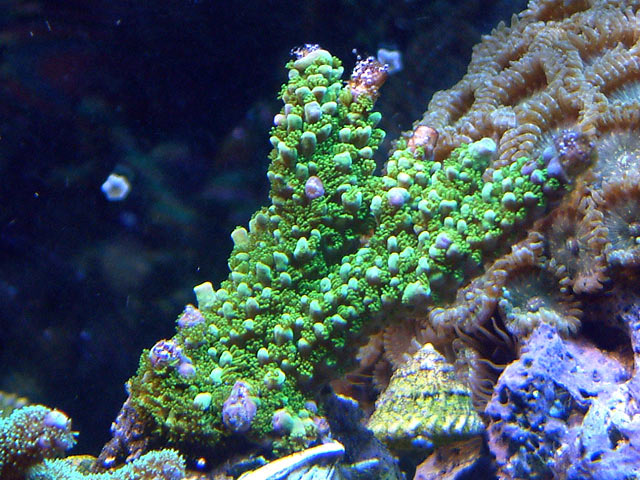 slimer_0409.jpg