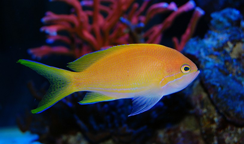 gallery_7670_3589_93884.jpg