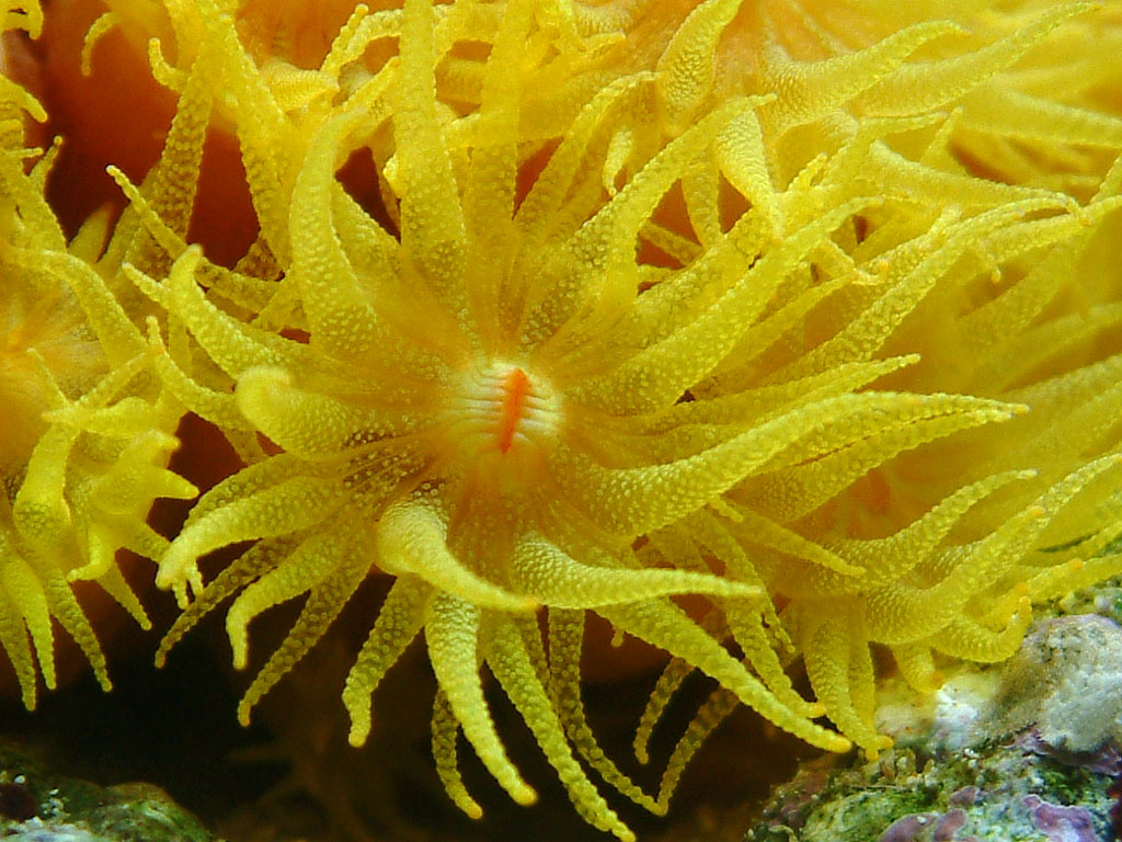 suncoral_polyp_big2.jpg