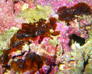 Brown_Algae-3_8-21-07.jpg