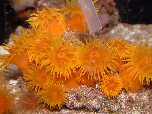 suncoral_feeding1.jpg