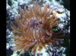 anenome1.jpg