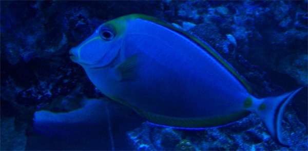 fishblondenasotangdk0.jpg