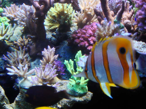 4323342435_4ec50c2ccb.jpg