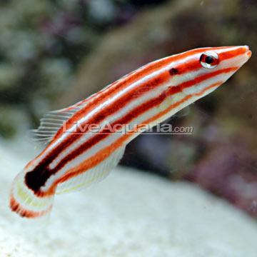 p-89406-redstripe-hogfish.jpg
