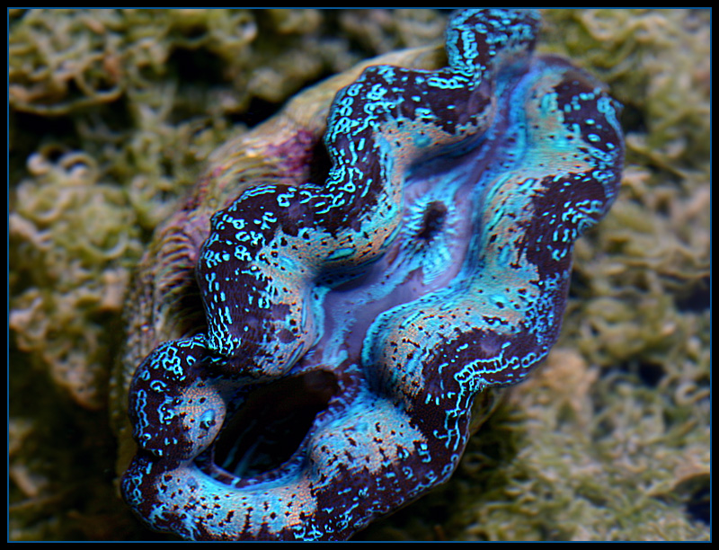 570_clam.jpg