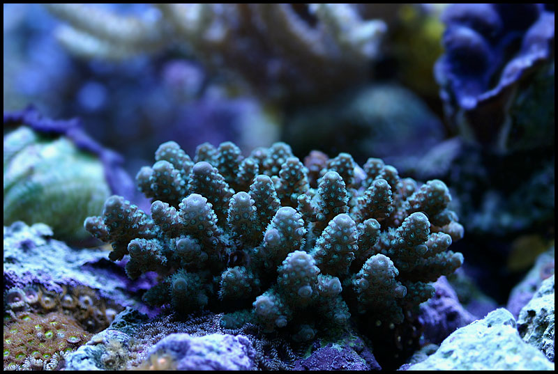 622_green_acro.jpg